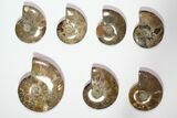 Lot: - Polished Whole Ammonite Fossils - Pieces #116648-1